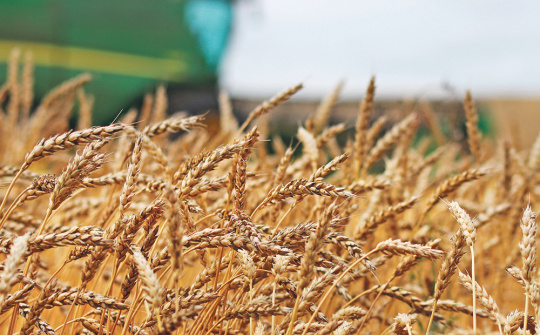 Giá lúa mì mất mốc cao nhất trong hơn 1 tháng trở lại đây