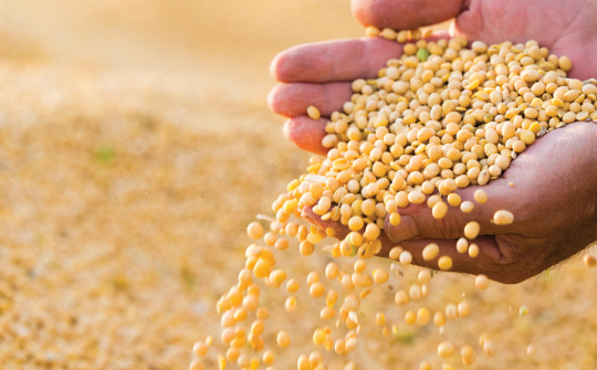 Giá đậu tương tăng trở lại sau 5 phiên giảm giá liên tiếp