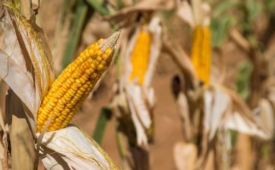 Thu hoạch ngô niên vụ 2019/2020 tại Hoa Kỳ bị trì hoãn, có thể kéo dài đến tháng 4/2020