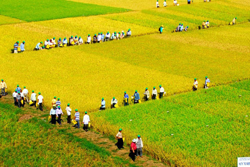 Mô hình cánh đồng lớn: Quyết định tham gia của nông dân và gợi ý chính sách (Trường hợp nghiên cứu ở An Giang)