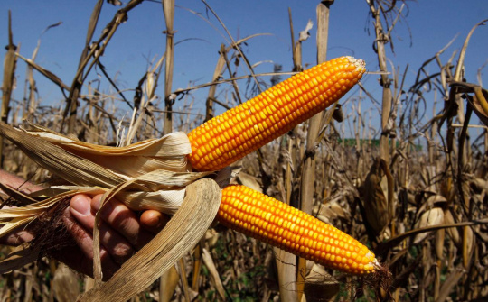 Giá ngô bật tăng trở lại khi tiến độ thu hoạch thấp hơn dự kiến