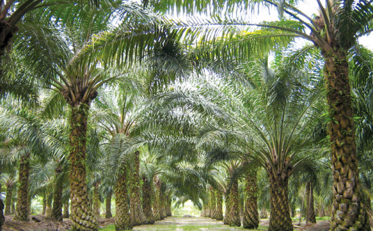 4 thương hiệu hóa, thực phẩm lớn thế giới có thể đã mua dầu cọ liên quan đến hoạt động cháy rừng