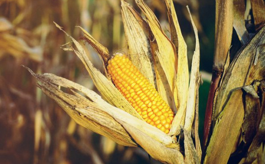 USDA điều chỉnh giảm dự báo sản lượng ngô của Hoa Kỳ trong niên vụ 2019/2020