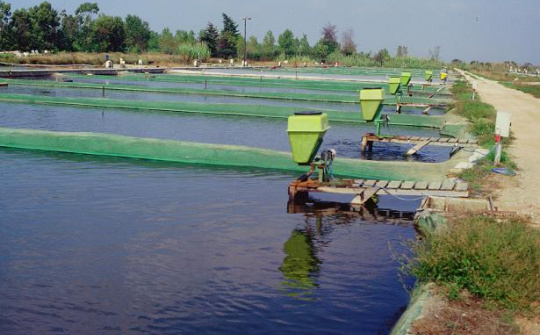 Đôi nét về sinh kế nuôi trồng thủy sản tại huyện Thái Thụy, tỉnh Thái Bình