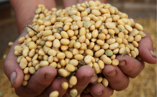 Giá đậu tương tăng phiên thứ sáu liên tiếp do Trung Quốc gia tăng thu mua