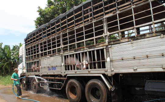 Không có tình trạng xuất lậu lợn sang Trung Quốc