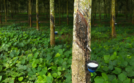 Giá cao su tăng bất chấp bất ổn về đàm phán thương mại Mỹ - Trung