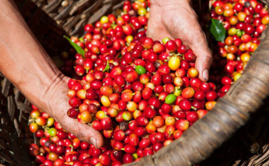 Phân bón Văn Điển: Phát triển bền vững với đồng đất Tây Nguyên