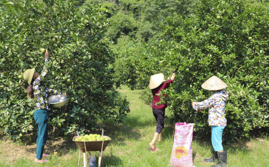 Phân bón Văn Điển lan tỏa trên vùng đất chua trũng, lầy thụt, đồi dốc