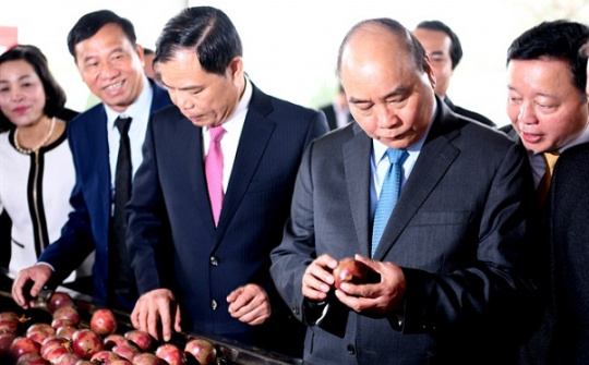 Xuất khẩu rau quả: Giảm ở Trung Quốc, tăng mạnh sang Hoa Kỳ, EU, Nhật Bản…