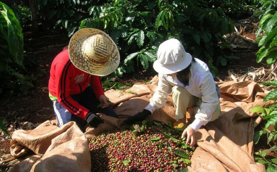 Phân lân nung chảy Văn Điển cho cây cà phê Tây Nguyên