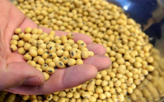 Giá đậu tương phục hồi tăng trở lại