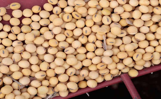 Diễn biến giá nông sản ngày 4/12