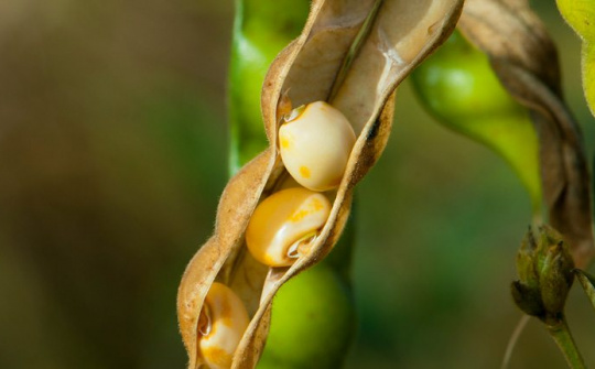 Trung Quốc bất ngờ miễn thuế cho đậu tương và thịt lợn của Hoa Kỳ