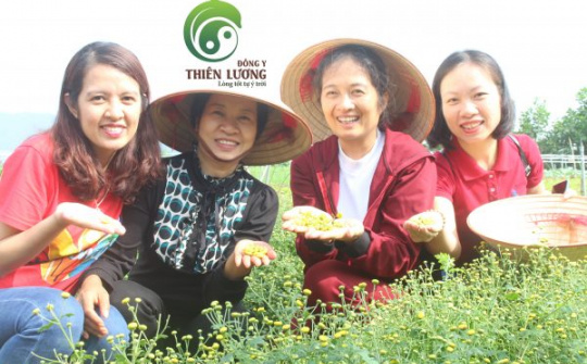 Cúc hoa hữu cơ Đông y Thiên Lương – Bí quyết làm nên vẻ đẹp tựa Từ Hy Thái Hậu