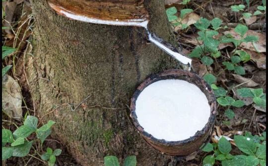 Giá cao su có tuần tăng giá mạnh nhất kể từ tháng 7/2019