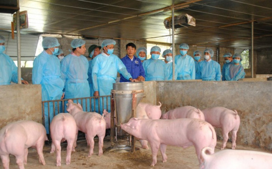 Quản lý thị trường: Huy động tổng lực ứng phó khẩn cấp với dịch tả lợn châu Phi