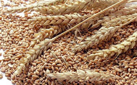 Nông sản 26/2: Lúa mì thấp nhất 10 tháng, cà phê giảm