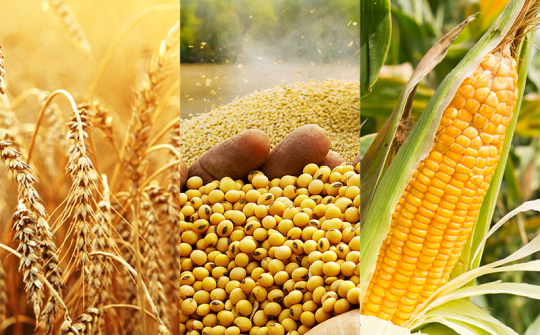 Tổng quan một số mặt hàng nông sản thế giới tháng 2/2019