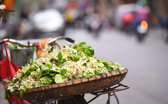 Đất Hà Thành thơm lừng mùa hoa bưởi