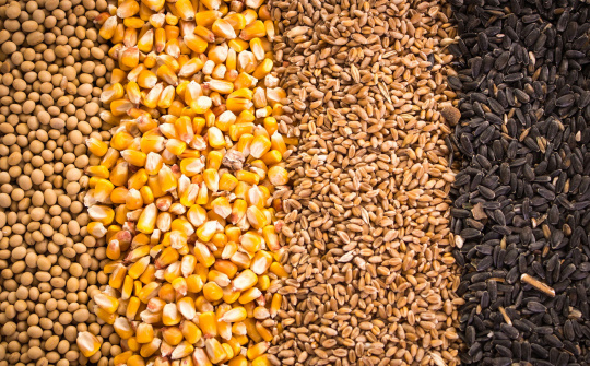 FAO nâng dự báo sản lượng, tiêu thụ và thương mại ngũ cốc thế giới năm 2019