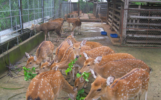 Chính thức công bố chỉ dẫn địa lý nhung hươu Hương Sơn