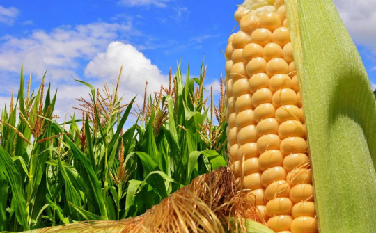 Nông sản 22/3/2019: Giá ngô tăng lên mức cao nhất hơn 2 tuần; Cà phê giảm 11%