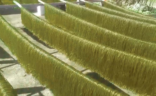 Tiện lợi sợi bột phối chùm ngây