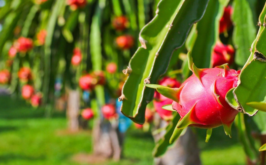 Giá thanh long tăng gấp 3 lần so với trước Tết