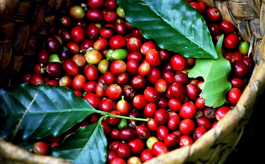 Giá cà phê arabica được dự đoán sẽ tăng tới 20% trong năm 2019