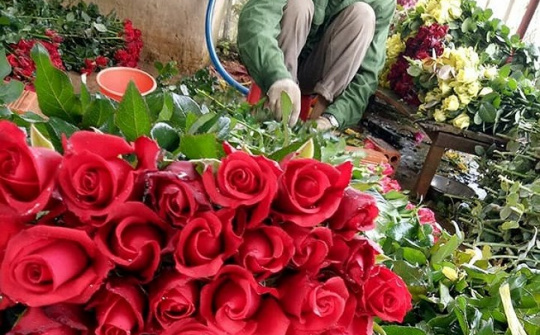 Cận ngày 8/3, hoa hồng Đà Lạt khan hàng, sốt giá
