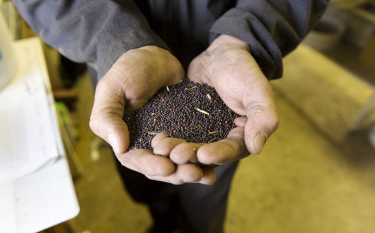 Canada phản ứng khi Trung Quốc ngừng cấp phép nhập khẩu hạt cải dầu