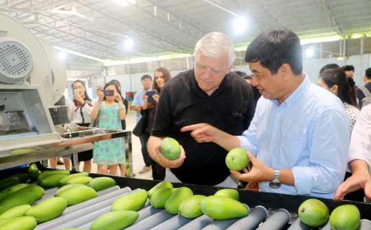 Xoài Việt với cơ hội mở rộng thị phần tại Mỹ