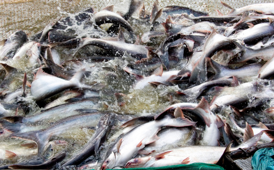 Mỹ siết quy trình giám sát, thanh tra thủy sản nhập khẩu