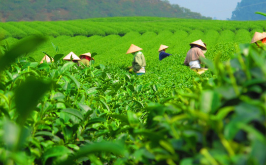 Xuất khẩu chè tăng cả lượng và giá trị trong 3 tháng đầu năm