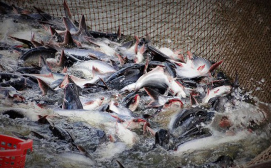 Xuất khẩu cá tra cùng giảm tại thị trường Trung Quốc và Mỹ