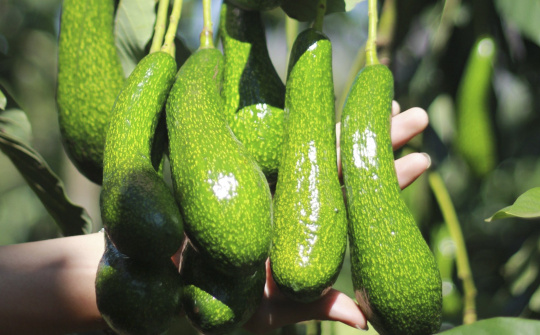 Cơ hội xuất khẩu quả bơ Việt Nam vào đất Mỹ