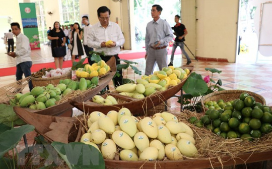 An Giang sẽ xuất khẩu xoài sang thị trường Mỹ trong tháng 6