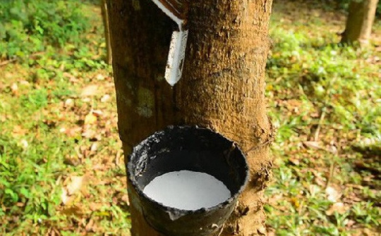 4 tháng đầu năm, xuất khẩu cao su tăng cả lượng và giá trị so cùng kỳ