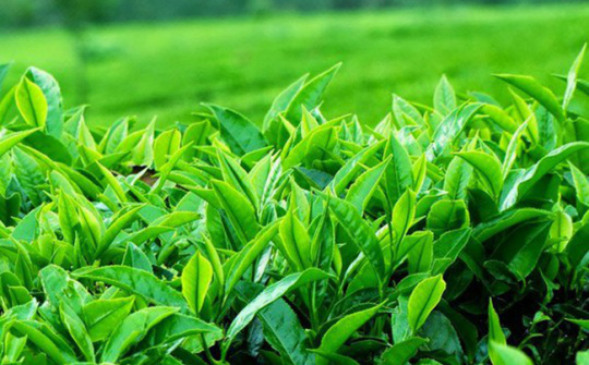 Xuất khẩu chè mang về hơn 60 triệu USD trong 4 tháng đầu năm