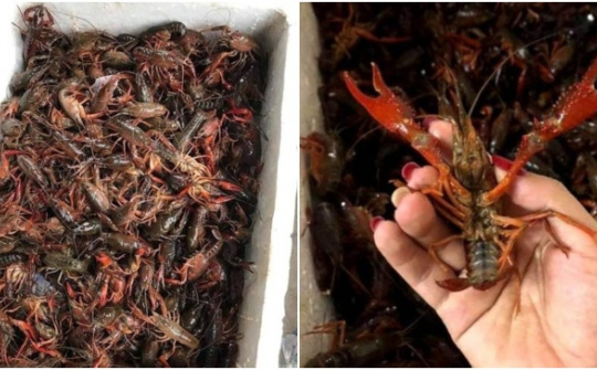 Tổng cục QLTT: Tổng lực kiểm tra kiểm soát tôm hùm càng đỏ