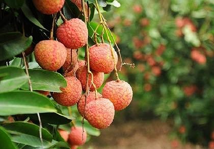 Sắp có vải thiều organic