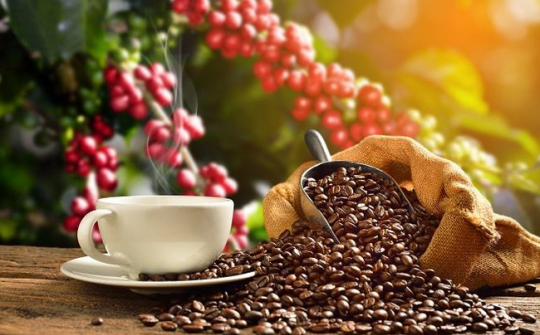 Trung Quốc giảm nhập khẩu cà phê từ Việt Nam