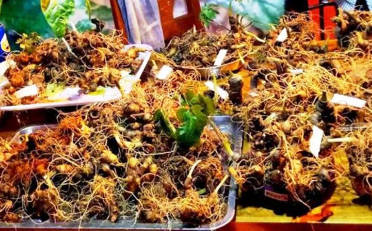 Phiên chợ sâm Ngọc Linh lần thứ 20 đạt doanh thu khoảng 4,4 tỷ đồng