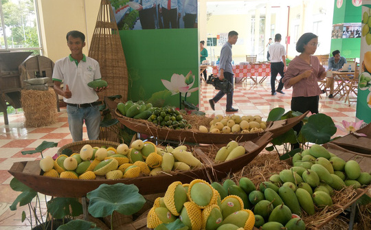 Chuẩn bị lô hàng xoài thứ 2 xuất sang Mỹ