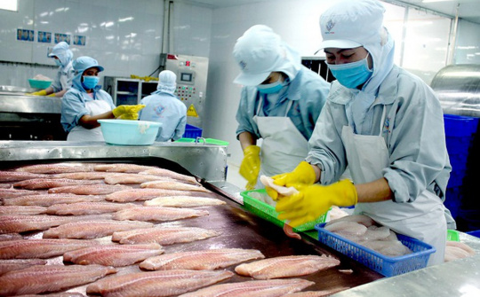 Xuất khẩu cá tra sang 10 nước nước CPTPP: Nhiều cơ hội mở rộng thị phần