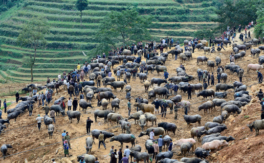 Khám phá nét độc đáo "có 1-0-2" của chợ trâu Cán Cấu