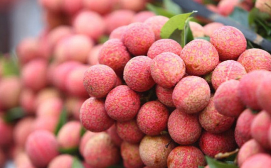 Bón phân Văn Điển: Vải thiều Lục Ngạn được mùa kép