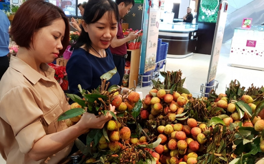 Vải thiều Lục Ngạn có mặt tại 700 điểm bán của Saigon Co.op