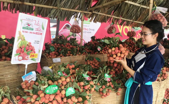 Vải thiều Lục Ngạn chính thức có mặt tại Thủ đô